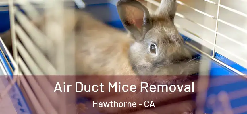Air Duct Mice Removal Hawthorne - CA